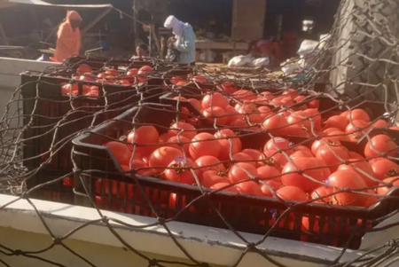 Hausse des prix de tomates : saisie de 4,7 du produit objet de spéculation dans la moughata d’El Mina