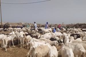 Campagne de sensibilisation au profit des populations d’éleveurs, de bouchers et collecteurs de peaux