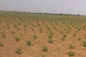 Bababe, expropriation des terres : L’inspecteur de l’agriculture cité dans le scandale foncier