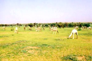 Hivernage 2017 :Bilan catastrophique, risque de famine