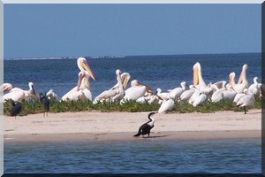 PNBA : « lancement du dénombrement international des oiseaux… » [PhotoReportage]