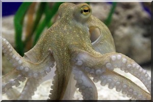 RIM-Ue- 2,5 millions d’euros de plus pour l’accès de nouveaux navires congélateurs