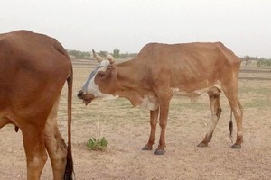Sécheresse en Mauritanie : Le pire est à venir