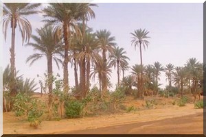 Tidjikja : fin de la deuxième étape de la coupe des palmiers