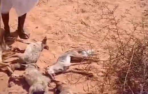 Arrestation d’un suspect pour l’abattage de six chacals à Boutilimit