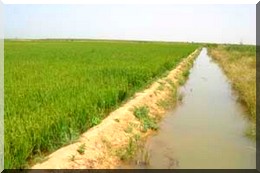 Insertion de 185 diplômés chômeurs ans le secteur agricole mauritanien.  