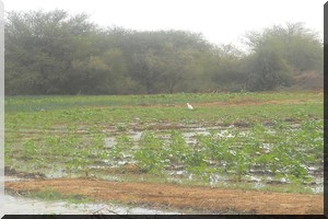 Hivernage 2016 : Retard inquiétant des pluies à M’Bagne