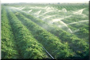 L'agroalimentaire marocain exporte de plus en plus vers l'Afrique 