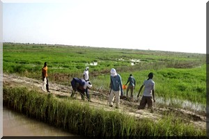 Le Sénégal réduit ses importations de riz de 15% 