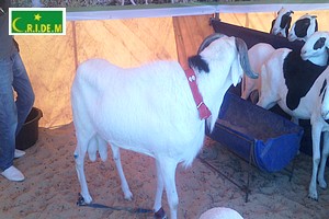 Elevage. Lancement de la deuxième édition de la Foire des races améliorées en Mauritanie [PhotoReportage]