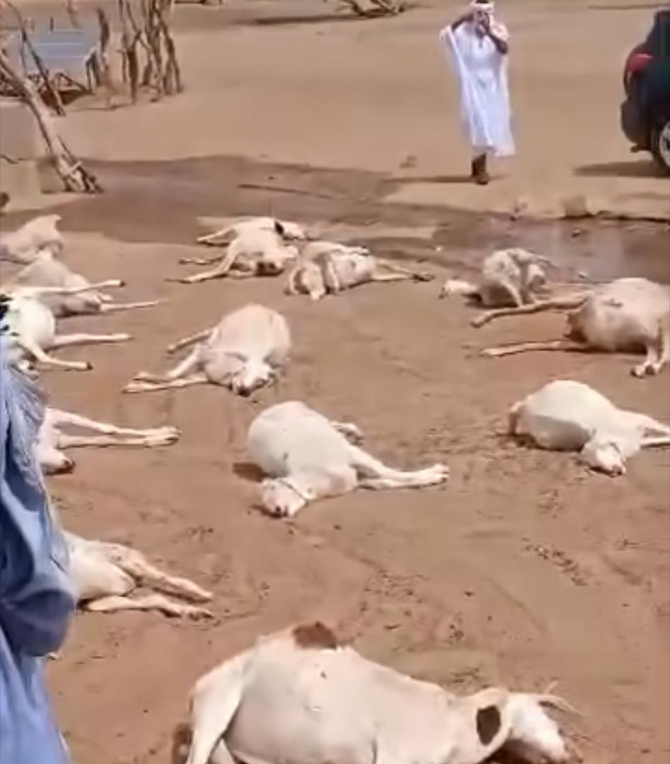 Hodh Chargui : mortalité massive de bétail à Akreivett, les habitants lancent un appel à l’aide