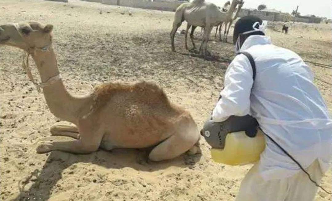 Le ministère de l’Élevage annonce trois nouveaux foyers de fièvre de la vallée du Rift à Nouakchott