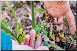 Agriculture : la propagation de chenilles légionnaires inquiète les États africains au plus haut niveau 