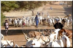 Rencontre mauritano-sénégalaise autour de la transhumance transfrontalière 2015-2016  