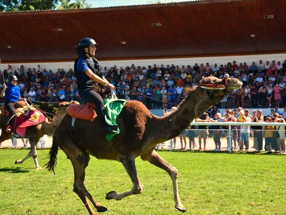 Courses de chameaux et de trot, Mauritanie à l'honneur... Retour en images sur la Fête de l'hippodrome 2025 à Montluçon