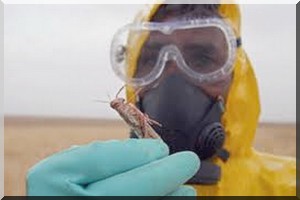 Envoi de six équipes pour la prospection des criquets pèlerins dans certaines wilayas de l'intérieur