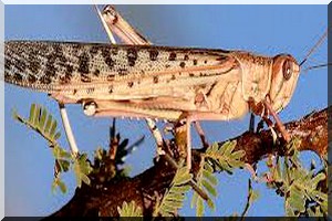 Apparition des criquets pèlerins: menaces inquiétantes sur les récoltes