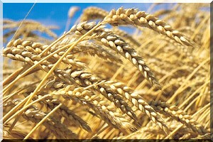  La localité de Setoul, à R'Kiz, abrite les festivités des journées portes ouvertes sur la culture du blé en Mauritanie 