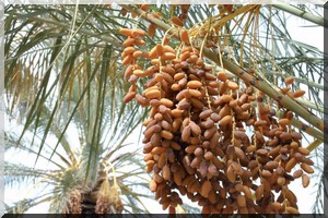 Maroc | Sidattes 2016 : La Mauritanie remporte le prix de la meilleure participation étrangère