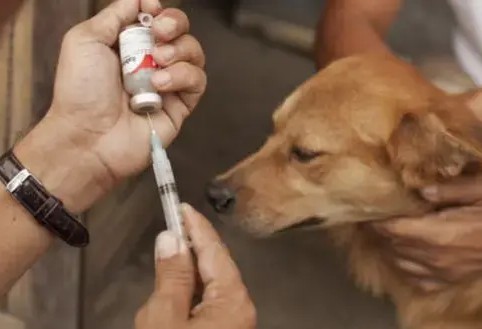 Le ministère de la santé a dépêché une équipe médicale au Hodh Chargui pour faire face à la maladie de la rage 