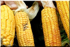 La sécheresse a contraint des pays africains à importer des OGM