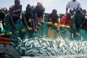Mauritanie: reprise de la pêche artisanale céphalopodière