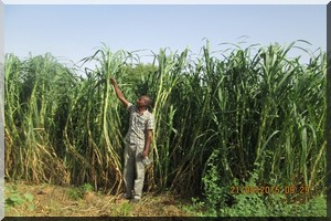La culture du Maralfalfa : Une alternative pour sauver le cheptel Mauritanien face aux sécheresses récurrentes