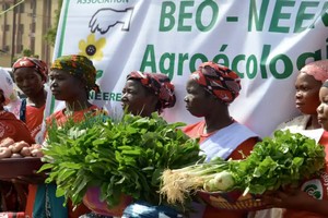 L’Union africaine élabore des directives pour l’adoption des cultures génétiquement modifiées