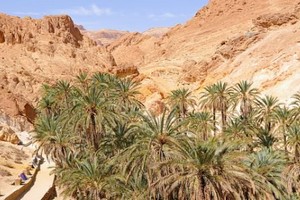  Maghreb : « Menacées, les oasis sont en fait une partie de la solution face au changement climatique » 