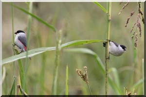 M’Bagne : présence inquiétante d’oiseaux granivores