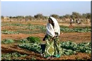 Agriculture / Khabou : 300 millions en fumée