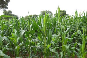 Eau et pâturages, source des conflits entre éleveurs et agriculteurs (étude)