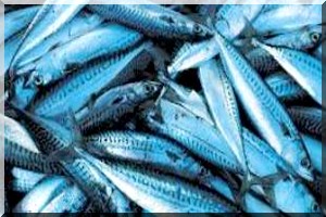 Revue des guides sectoriels d'appui au secteur des pêches en Mauritanie  