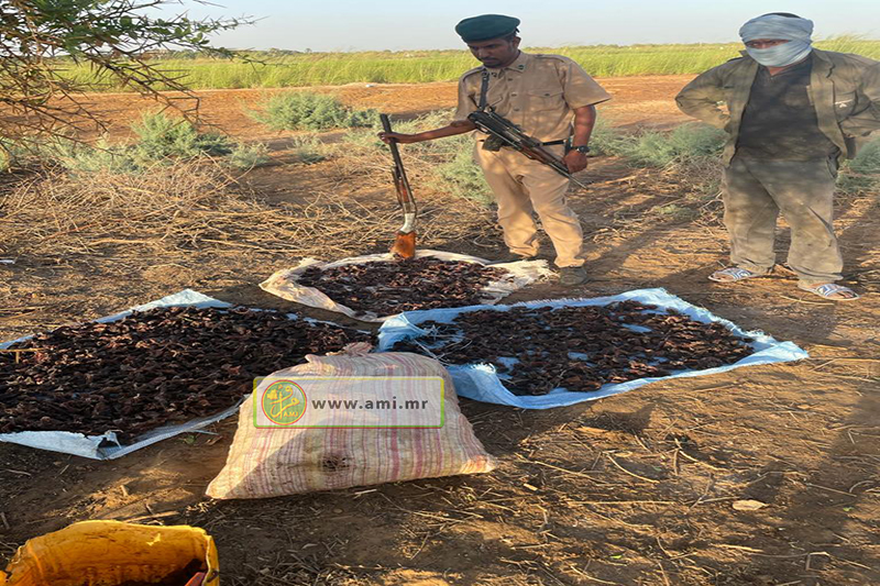 Jidr El Mohguen : la police de l’environnement saisit de la viande de sanglier, des armes et des munitions