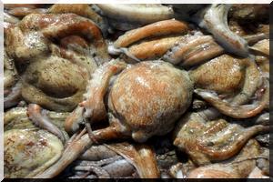 Des proches du Pouvoir se partagent les quotas de poulpe