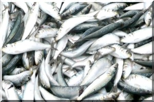 Conférence internationale en Mauritanie autour de la durabilité des ressources halieutiques  