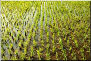 Mauritanie: vive inquiétude des syndicats face à la chute de la production rizicole