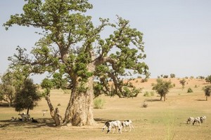 COP 26 : le FVC et le FIDA investiront 143 millions $ dans la Grande muraille verte 