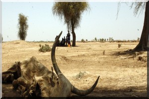 Période de soudure en Mauritanie: L’hécatombe des bovins, une menace pour l’économie nationale !  