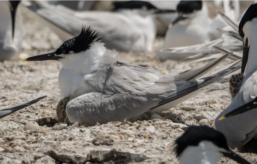De Sète à la Mauritanie, les 10.000 bornes de la cousine de la mouette